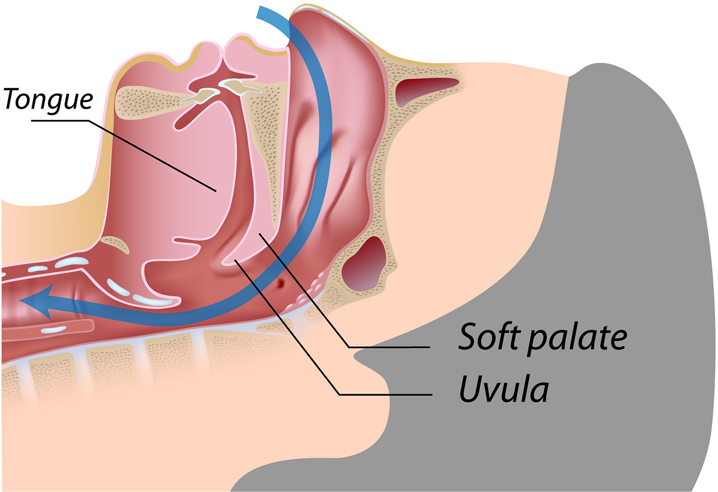 Drawing of a person with normal open airway, breathing through his nose.